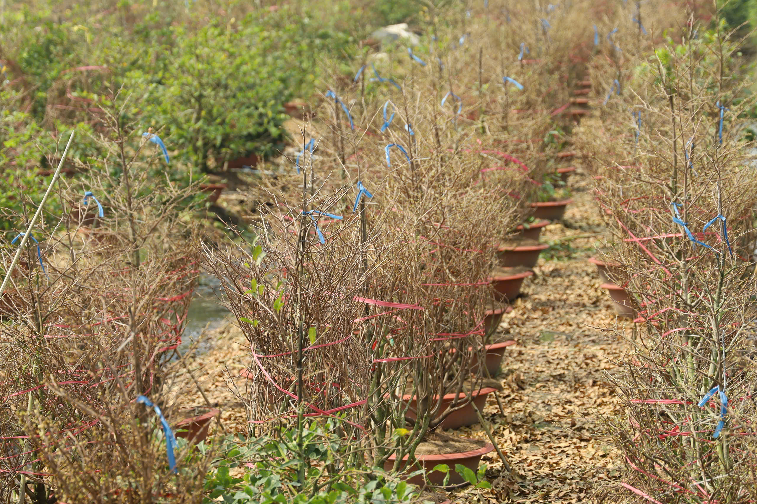 Một địa phương tại TPHCM “lên sóng” bán mai vàng hỗ trợ nông dân - Ảnh 13.