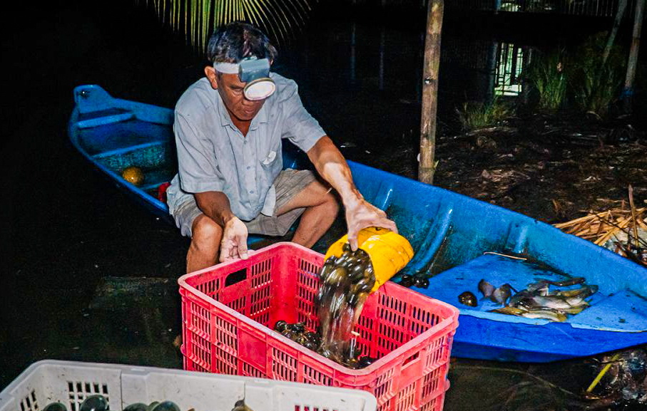 Con ốc bươu vàng, từ ruộng đến bàn ăn - Ảnh 2.