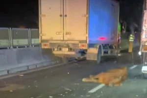 Cao tốc Vĩnh Hảo - Phan Thiết hỗn loạn vì đàn bò 'đại náo' xuyên đêm