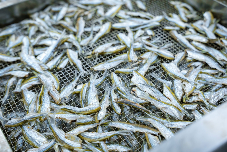 Tép dầu Đầm Vạc không chỉ xuất hiện trong các bữa ăn của nhiều gia đình ở Phú Thọ mà còn góp mặt trong thực đơn của các nhà hàng, quán ăn địa phương. Ảnh: Đồng Đức Hiệp