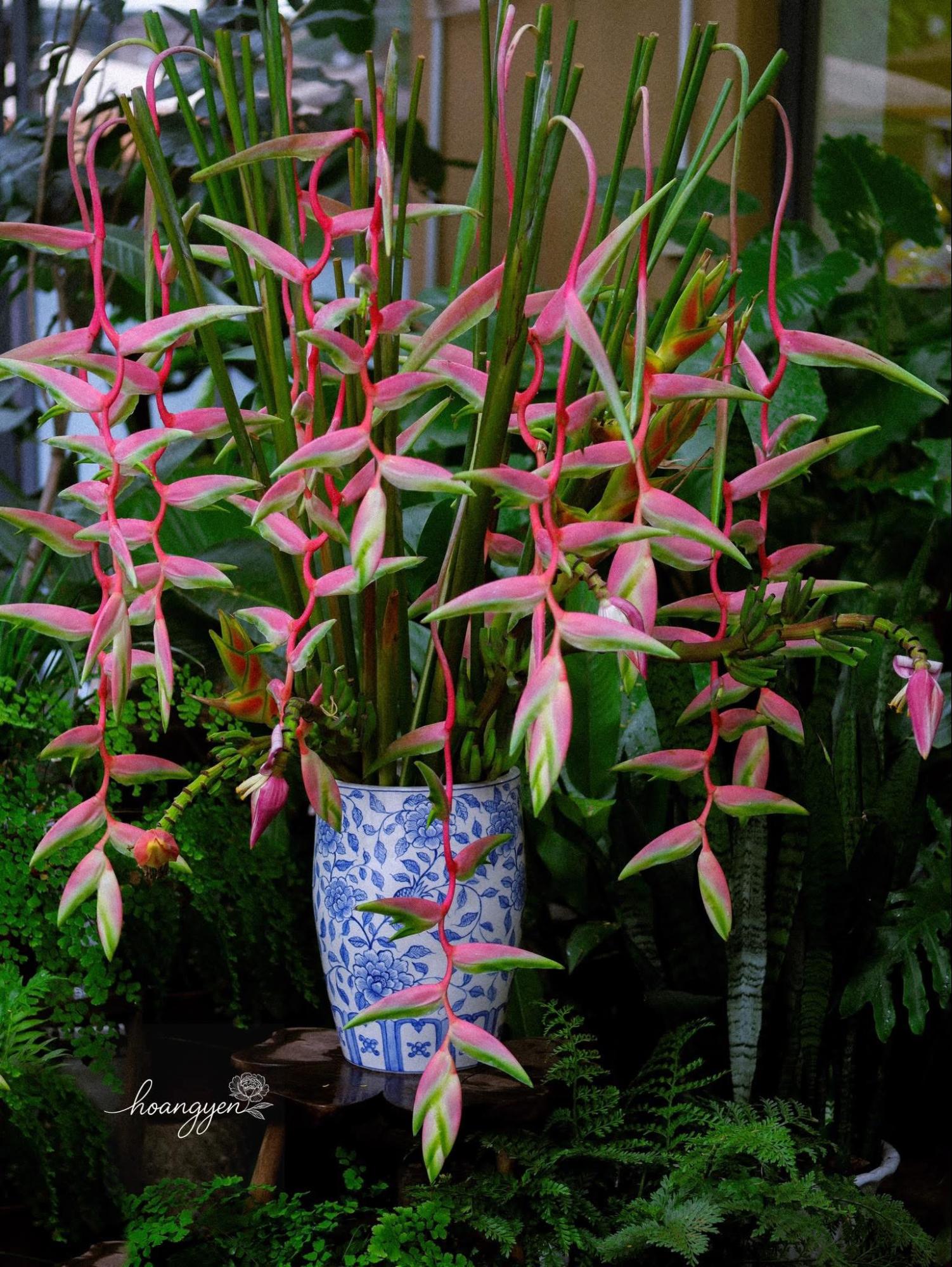 Có một loại hoa chơi được đến 2 tháng, chụp ảnh với áo dài thì xinh hết nấc- Ảnh 6.