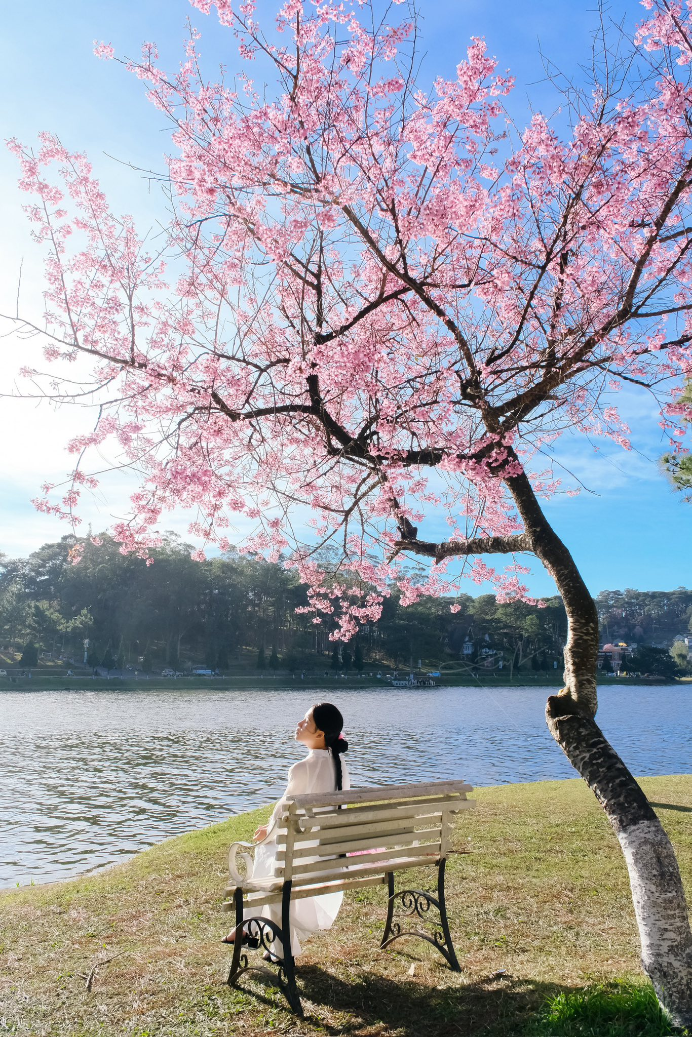 Cảnh tượng chưa từng thấy tại Đà Lạt- Ảnh 4.