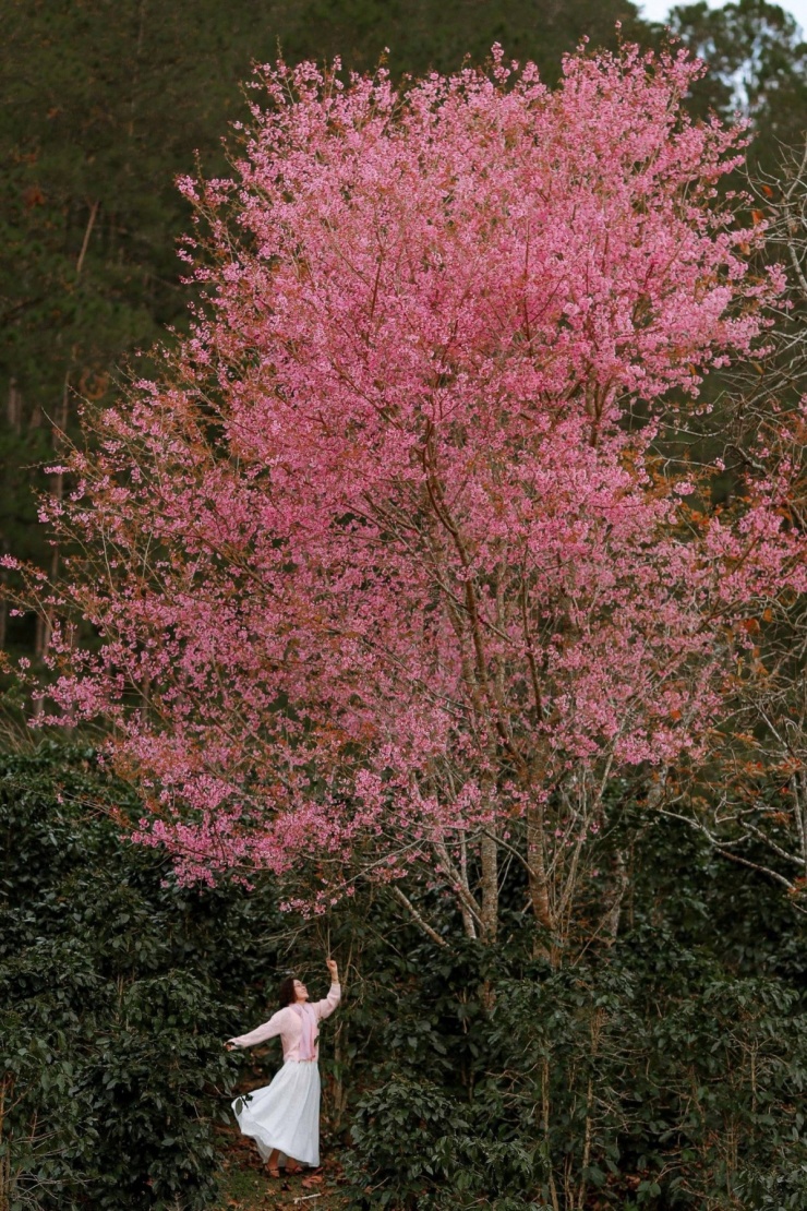 Đà Lạt vào mùa hoa mai anh đào 'đẹp nhất trong nhiều năm' - 3