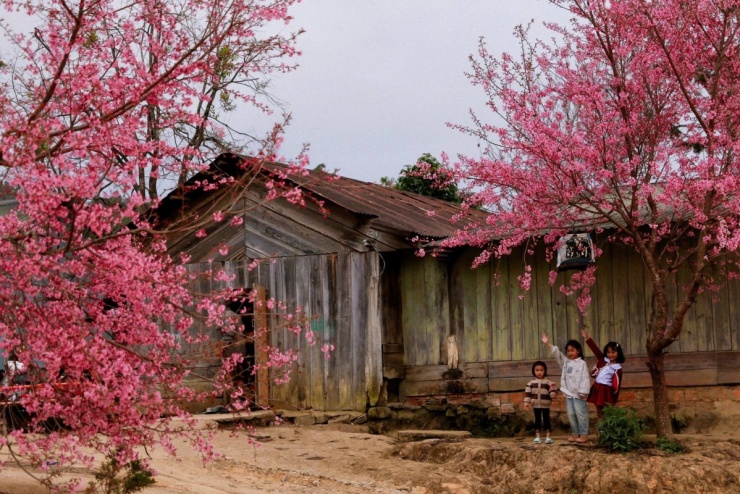 Đà Lạt vào mùa hoa mai anh đào 'đẹp nhất trong nhiều năm' - 6