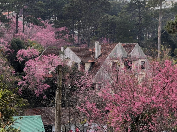 Đà Lạt vào mùa hoa mai anh đào 'đẹp nhất trong nhiều năm' - 7