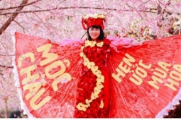 Hoa mai anh đào khoe sắc mời gọi du khách đến với Mộc Châu