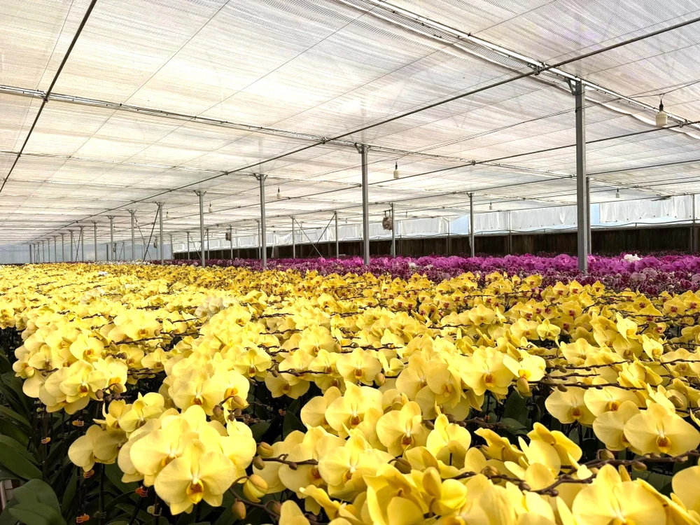 thị trường hoa Tết