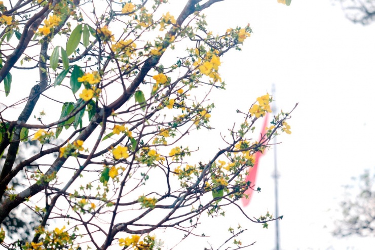 Như vậy, hoàng mai Huế không phải là loài hoa mới xuất hiện trong thời gian gần đây, mà được trồng từ nhiều thế kỷ trước trong các khu vườn cung đình triều Nguyễn, phủ đệ, đình, chùa và vườn nhà dân, qua nhiều thế hệ. Dần dần, hoàng mai trở thành một phần không thể thiếu trong văn hóa thưởng hoa mùa xuân của người Huế.