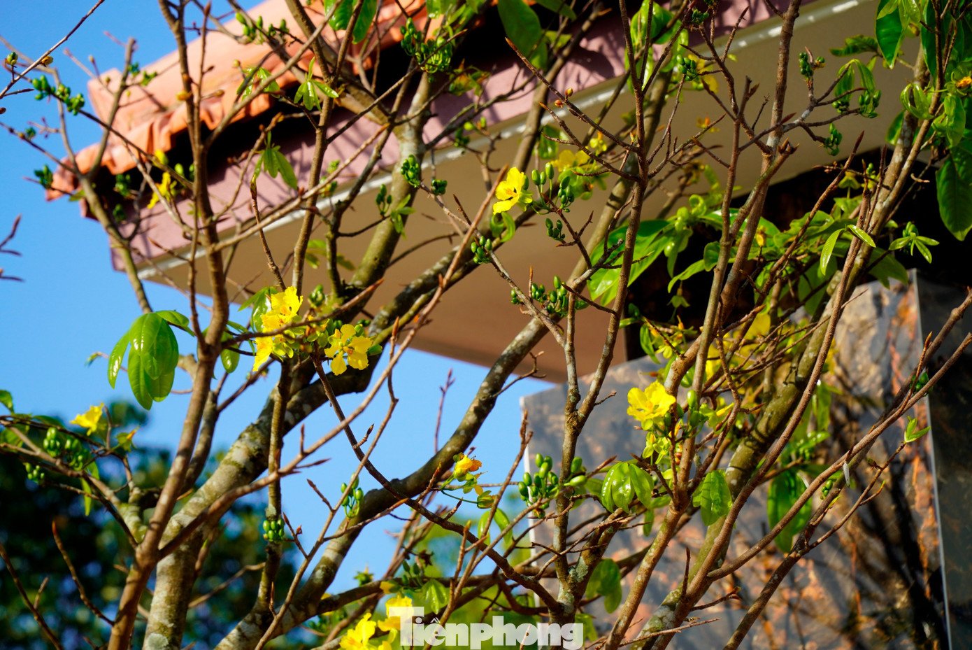 Theo dòng chảy thời gian, người Huế trồng mai không chỉ nhằm làm đẹp không gian sống mỗi dịp Tết đến, mà còn để làm phong phú đời sống tinh thần, thỏa mãn thú thưởng ngoạn vẻ đẹp thanh khiết của thiên nhiên, cỏ cây hoa lá.