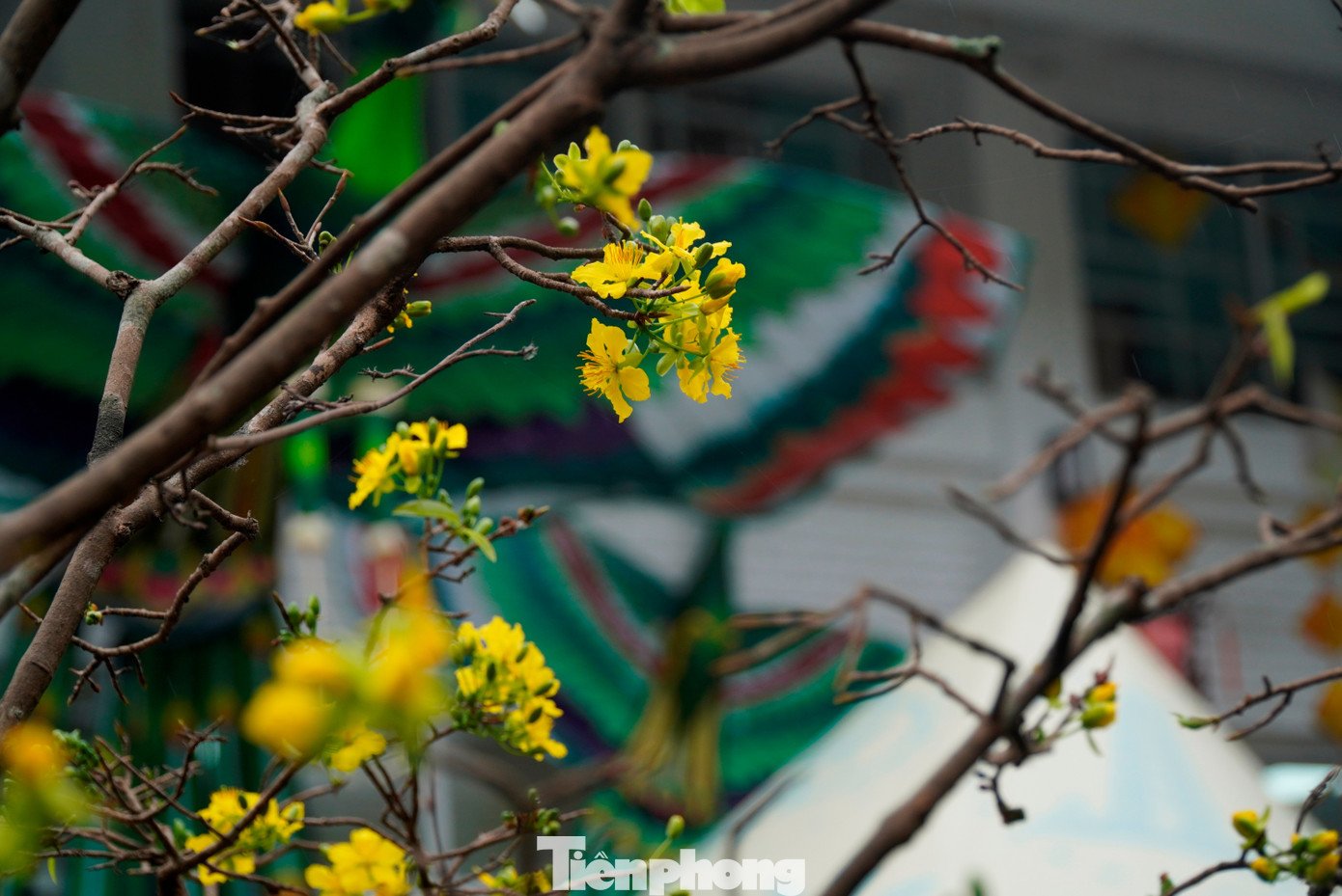 Theo dòng chảy thời gian, người Huế trồng mai không chỉ nhằm làm đẹp không gian sống mỗi dịp Tết đến, mà còn để làm phong phú đời sống tinh thần, thỏa mãn thú thưởng ngoạn vẻ đẹp thanh khiết của thiên nhiên, cỏ cây hoa lá.