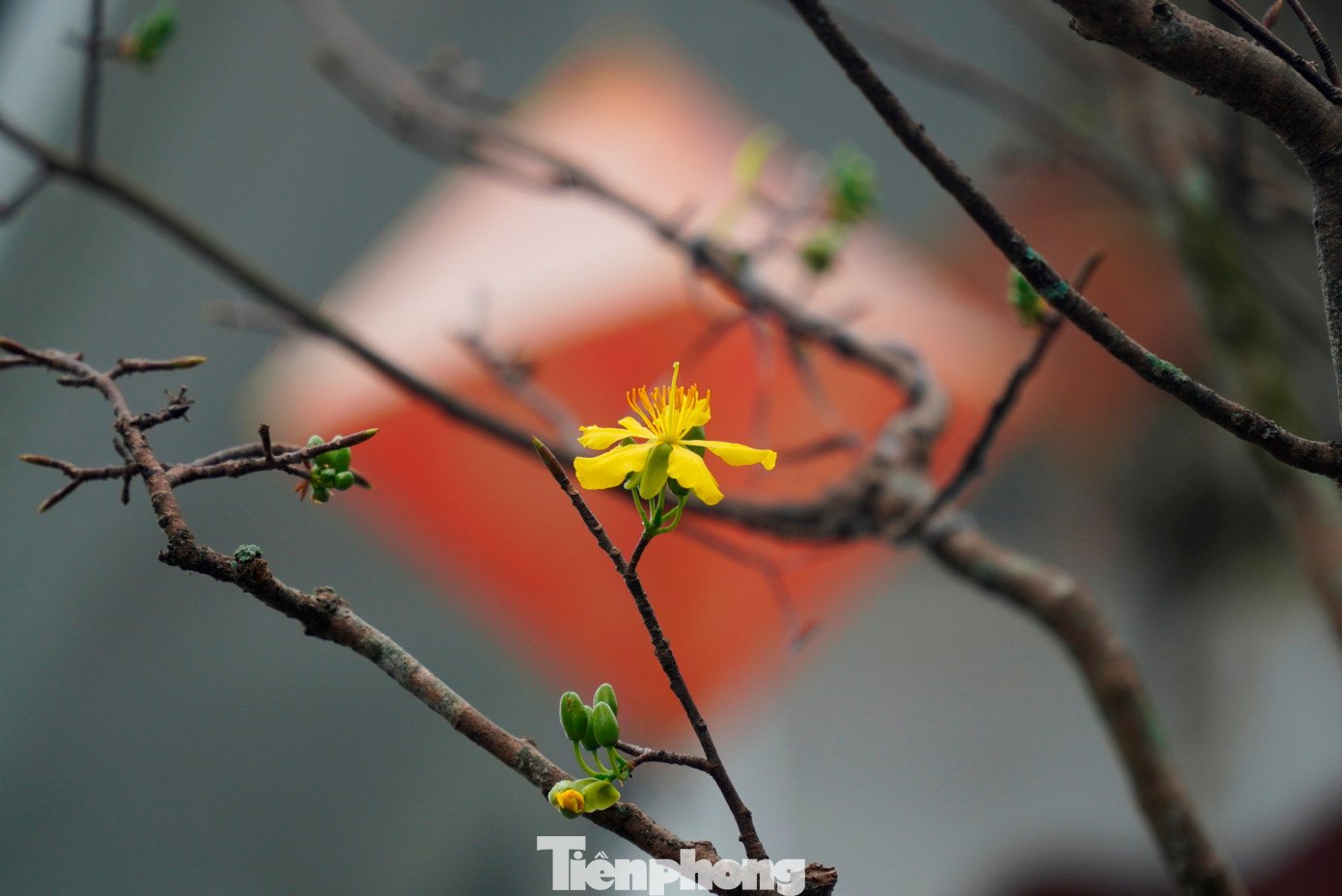 Theo dòng chảy thời gian, người Huế trồng mai không chỉ nhằm làm đẹp không gian sống mỗi dịp Tết đến, mà còn để làm phong phú đời sống tinh thần, thỏa mãn thú thưởng ngoạn vẻ đẹp thanh khiết của thiên nhiên, cỏ cây hoa lá.