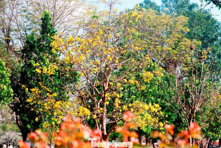 Khu vườn hiện có hơn 130 gốc hoàng mai, đều là những cây có giá trị. Cây già nhất khoảng 60 năm tuổi, nhiều cây khác từ 30 năm tuổi trở lên, với giá trị hàng chục triệu đồng mỗi cây, thậm chí có cây còn cao hơn.