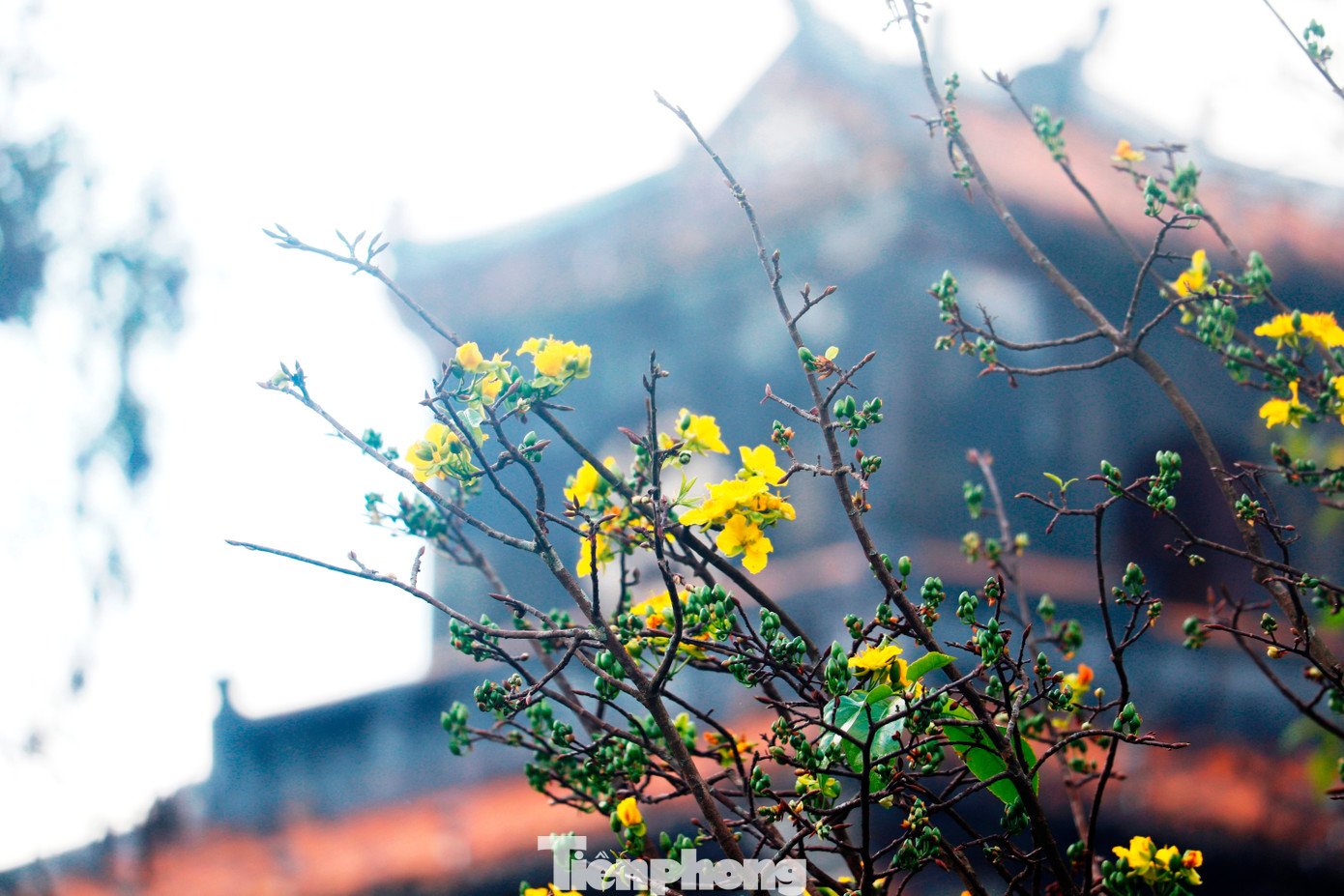 Với người Huế, hoàng mai không chỉ là loài hoa của ngày Tết, mà còn là biểu tượng văn hóa gắn bó lâu đời với vùng đất kinh kỳ. Mỗi độ xuân về, sắc vàng hoàng mai rực rỡ cùng hương thơm thanh khiết lan tỏa, khiến Huế trở thành một điểm đến du lịch đặc biệt, giàu bản sắc trong những ngày đầu năm mới.