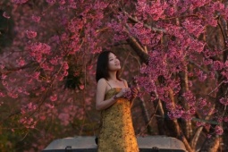 Đà Lạt vào mùa hoa mai anh đào 'đẹp nhất trong nhiều năm'