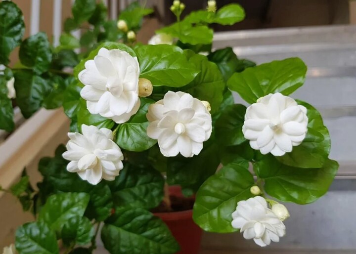 Những loài hoa cát tường nên trưng trong năm Bính Ngọ- Ảnh 2.