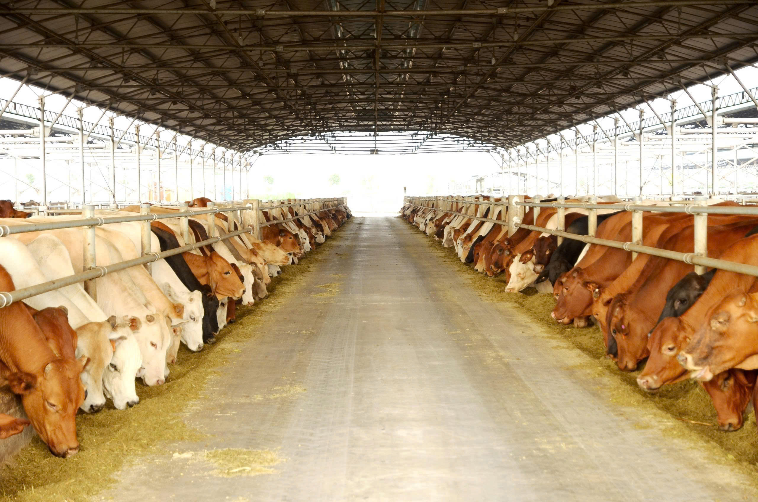 Cổ phiếu công ty nông nghiệp Hòa Phát chính thức lên sàn HOSE- Ảnh 3.