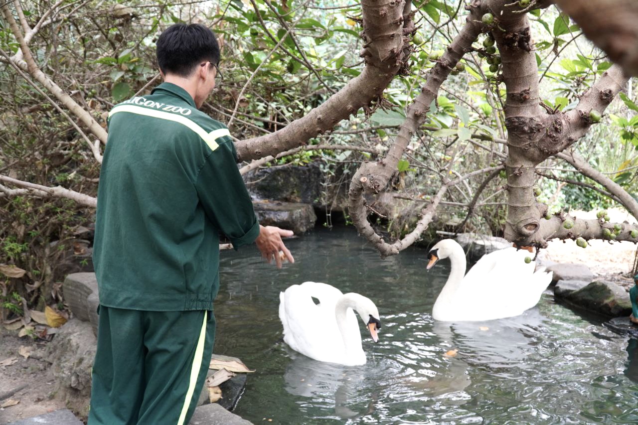 Cặp thiên nga trắng Dương - Hảo ở Thảo Cầm Viên tái hợp sau biến cố bị 