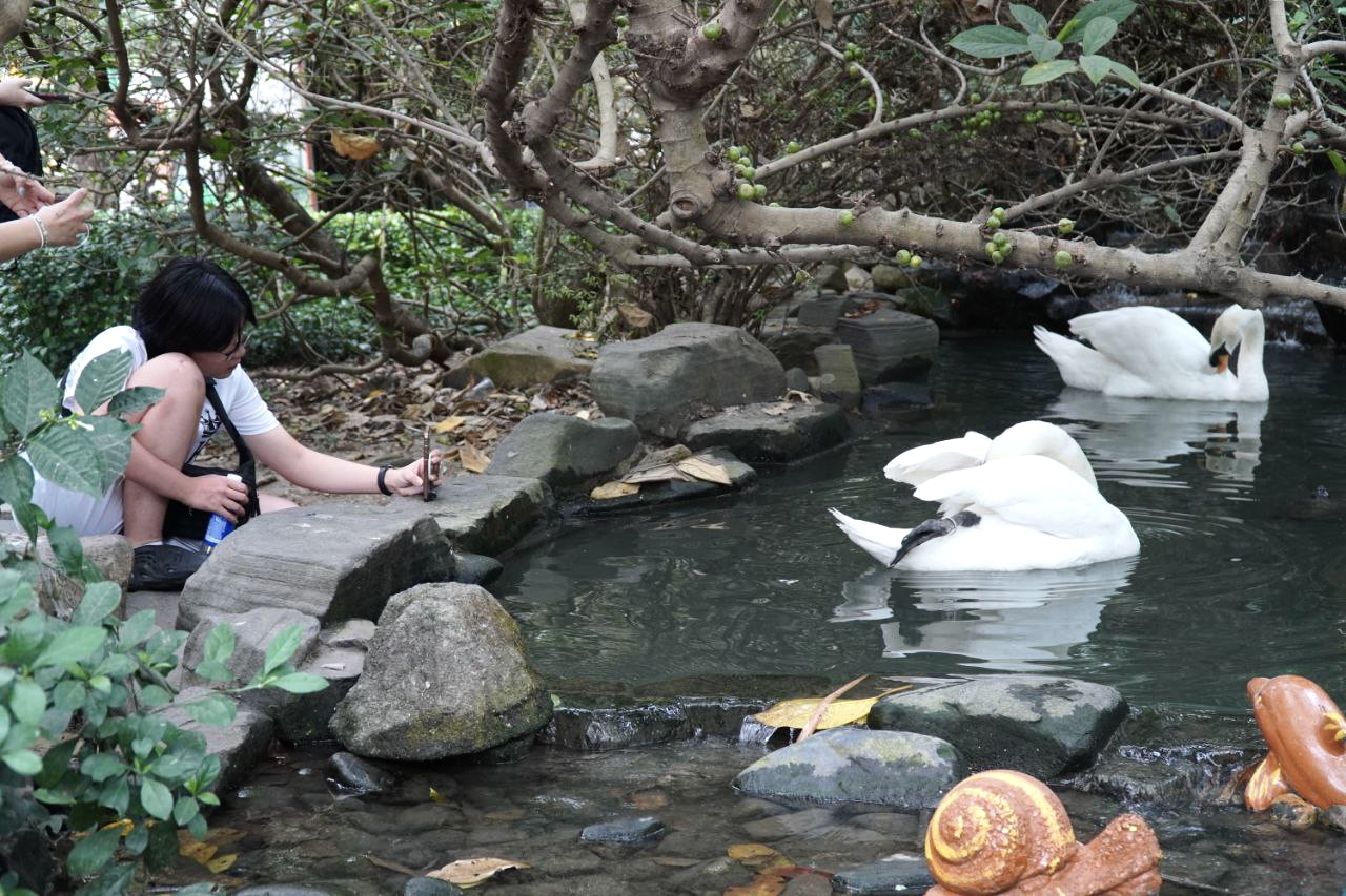 Cặp thiên nga trắng Dương - Hảo ở Thảo Cầm Viên tái hợp sau biến cố bị 