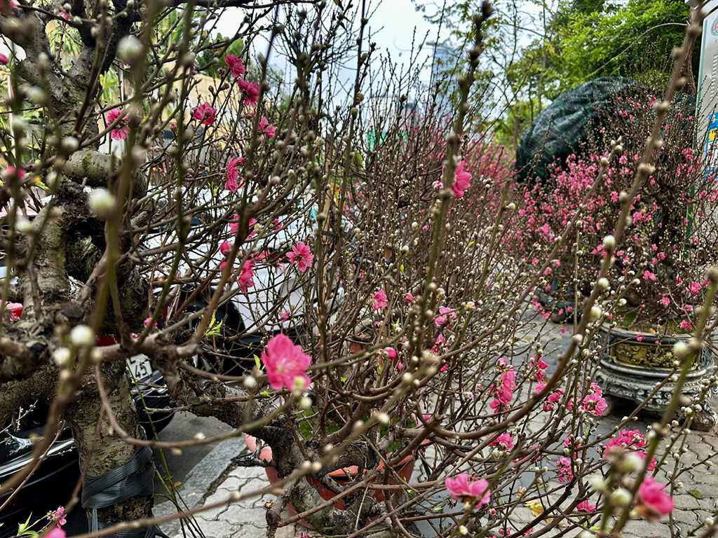 Hoa tết mọi miền khoe sắc giữa lòng TP.HCM- Ảnh 2.