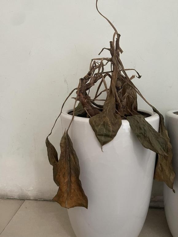 Ngàn vạn lần khuyên bạn: Phải vứt 8 thứ này trước Tết để 