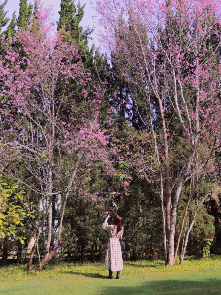 Tóc Tiên check in mùa mai anh đào nhuộm hồng Đà Lạt - 3