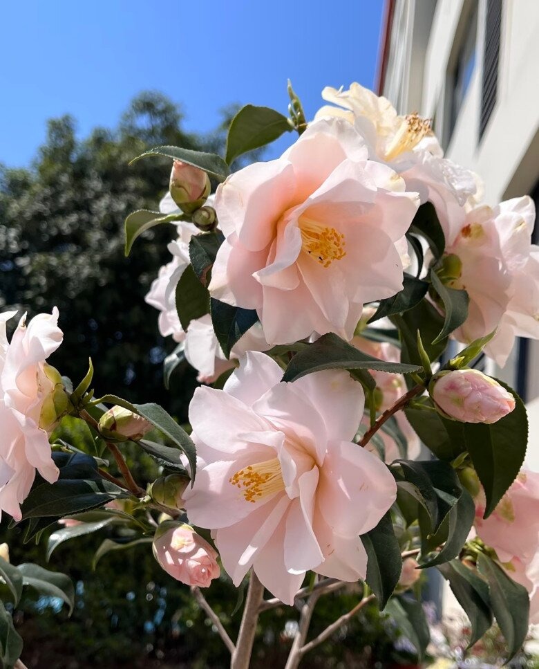 Loài hoa đẹp dịu như thiếu nữ giữa sắc xuân, chưng Tết một chậu là thấy nhà sáng bừng, sang kinh khủng- Ảnh 2.