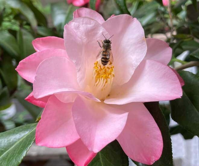 Loài hoa đẹp dịu như thiếu nữ giữa sắc xuân, chưng Tết một chậu là thấy nhà sáng bừng, sang kinh khủng- Ảnh 3.