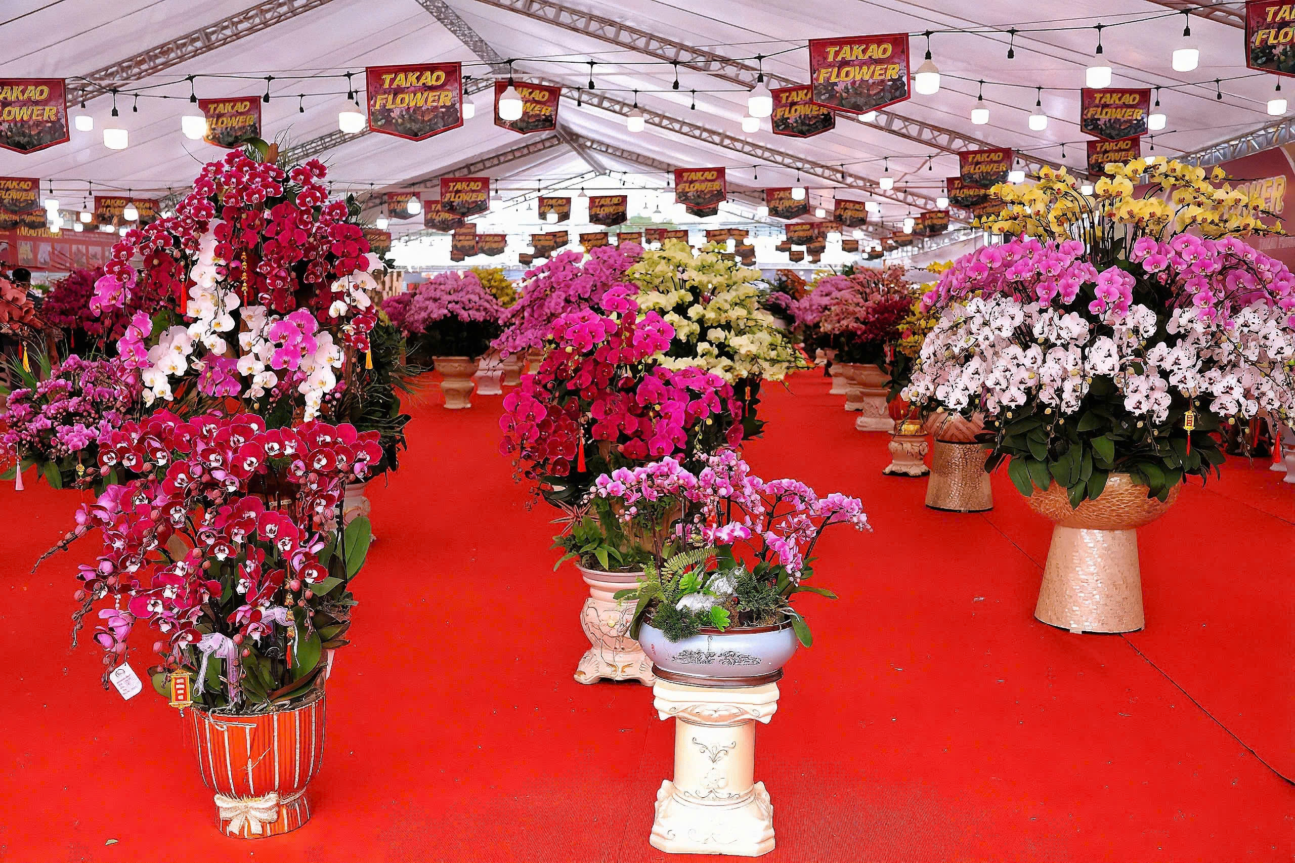 Phố, phường Thủ đô Hà Nội rực rỡ sắc Xuân  - Ảnh 13.