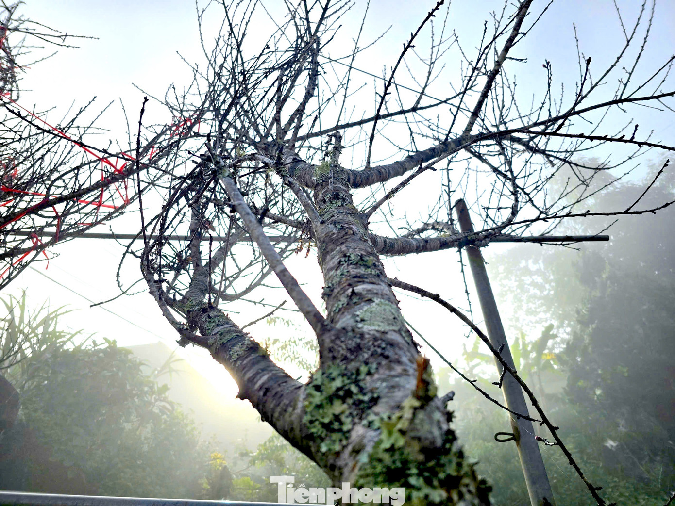 Đổ xô lên núi săn đào đá về bán Tết- Ảnh 2.