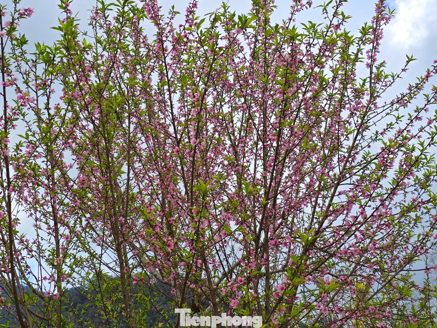 Đổ xô lên núi săn đào đá về bán Tết- Ảnh 3.