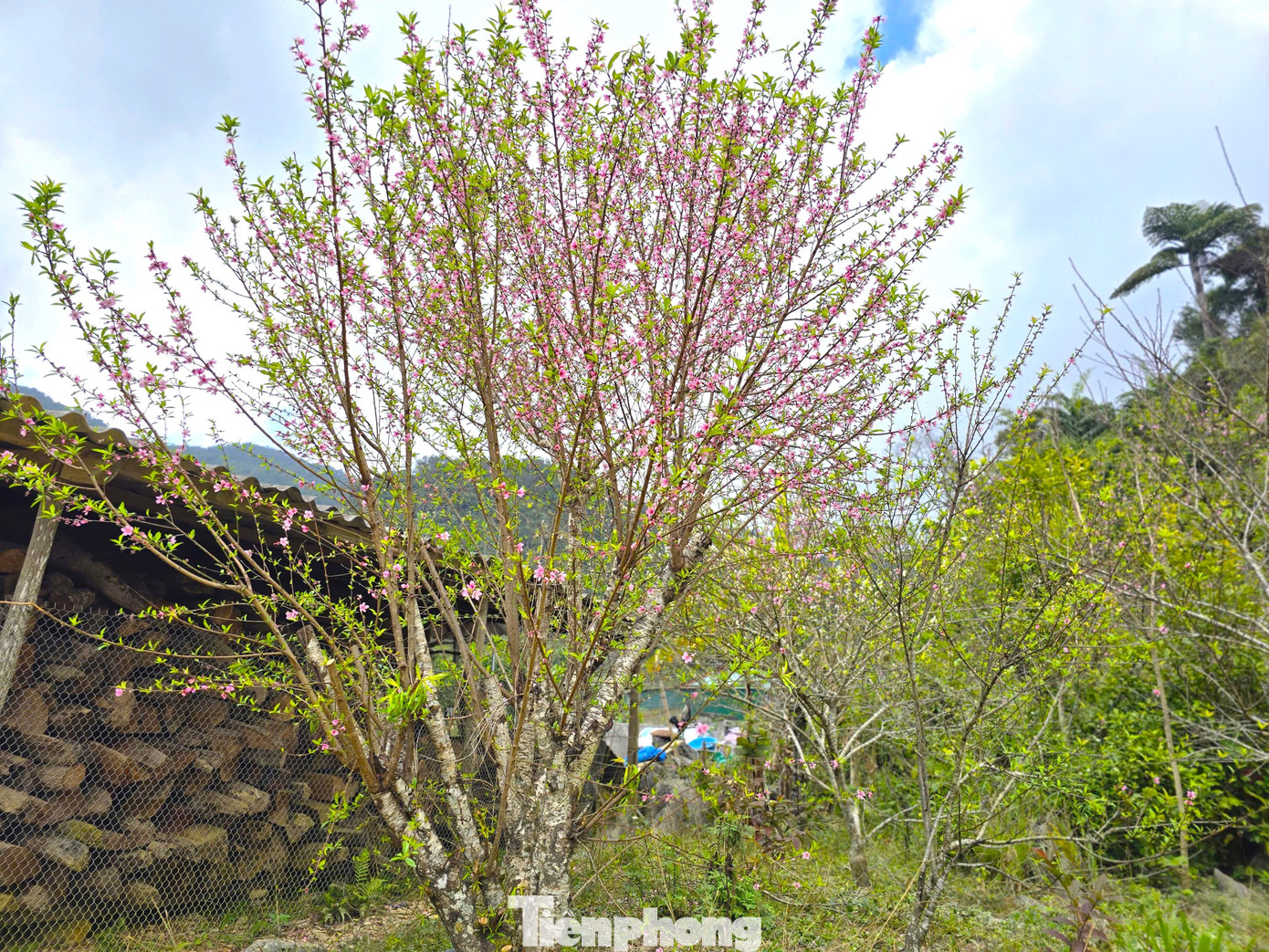 Đổ xô lên núi săn đào đá về bán Tết- Ảnh 4.