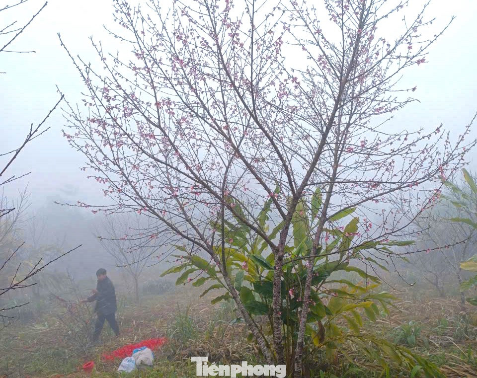 Đổ xô lên núi săn đào đá về bán Tết- Ảnh 6.