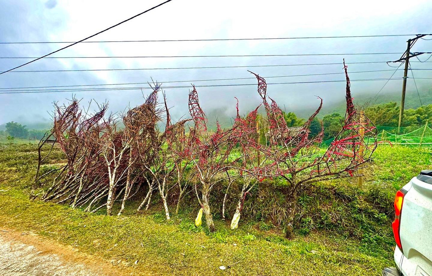Đổ xô lên núi săn đào đá về bán Tết- Ảnh 8.