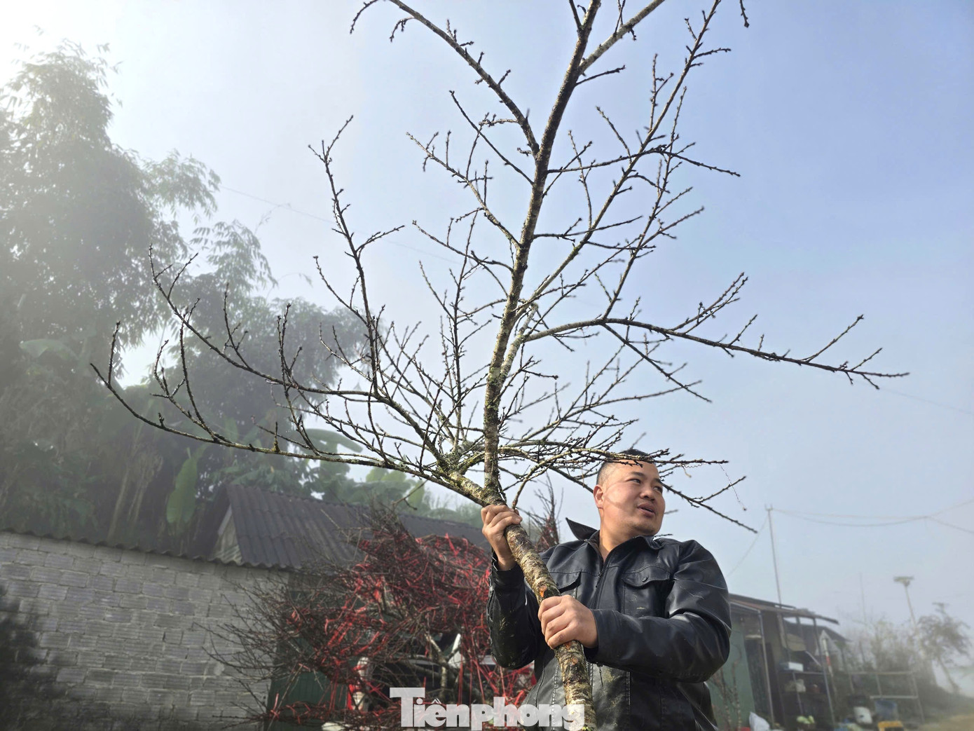 Đổ xô lên núi săn đào đá về bán Tết- Ảnh 10.