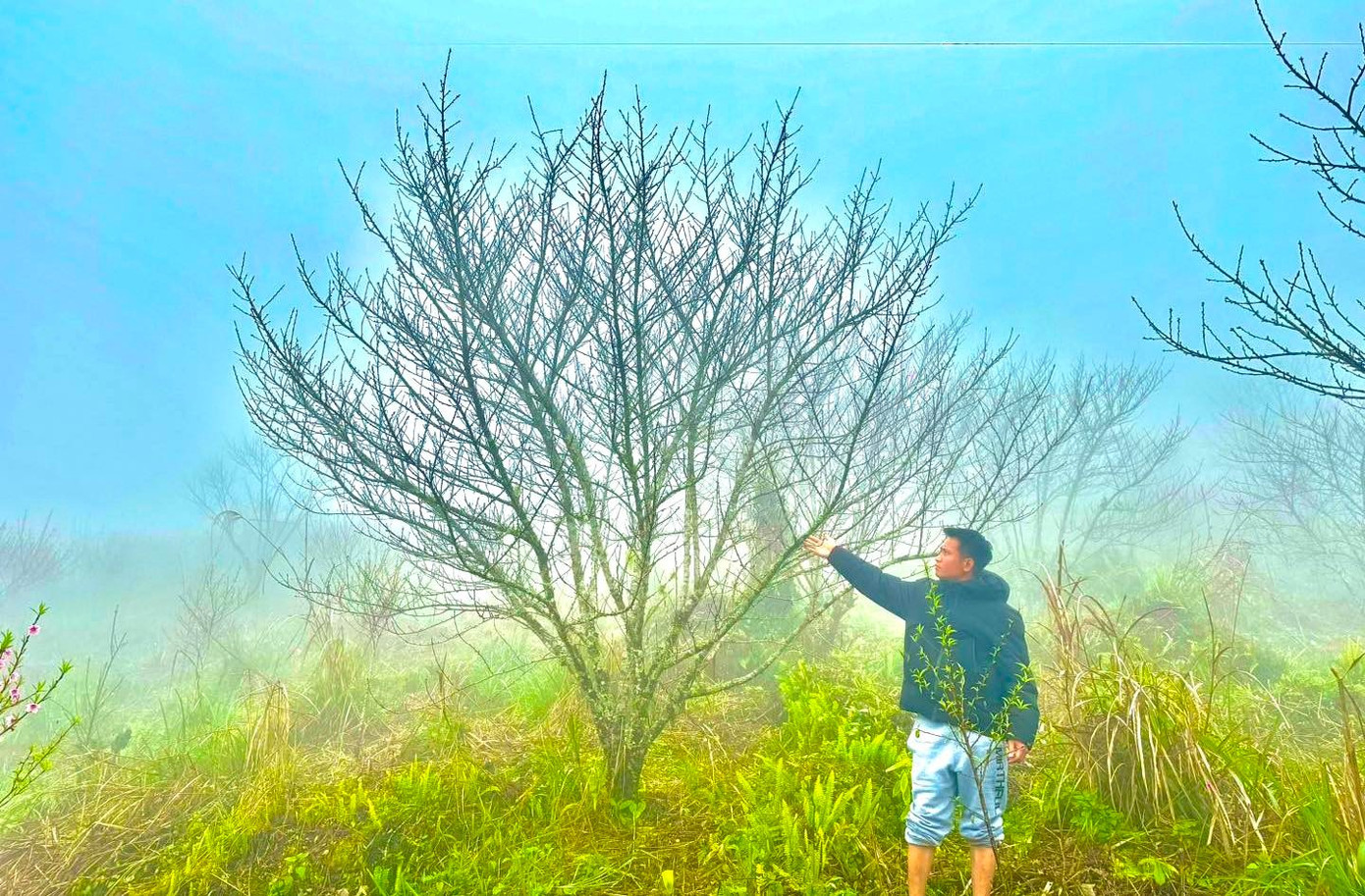 Đổ xô lên núi săn đào đá về bán Tết- Ảnh 13.