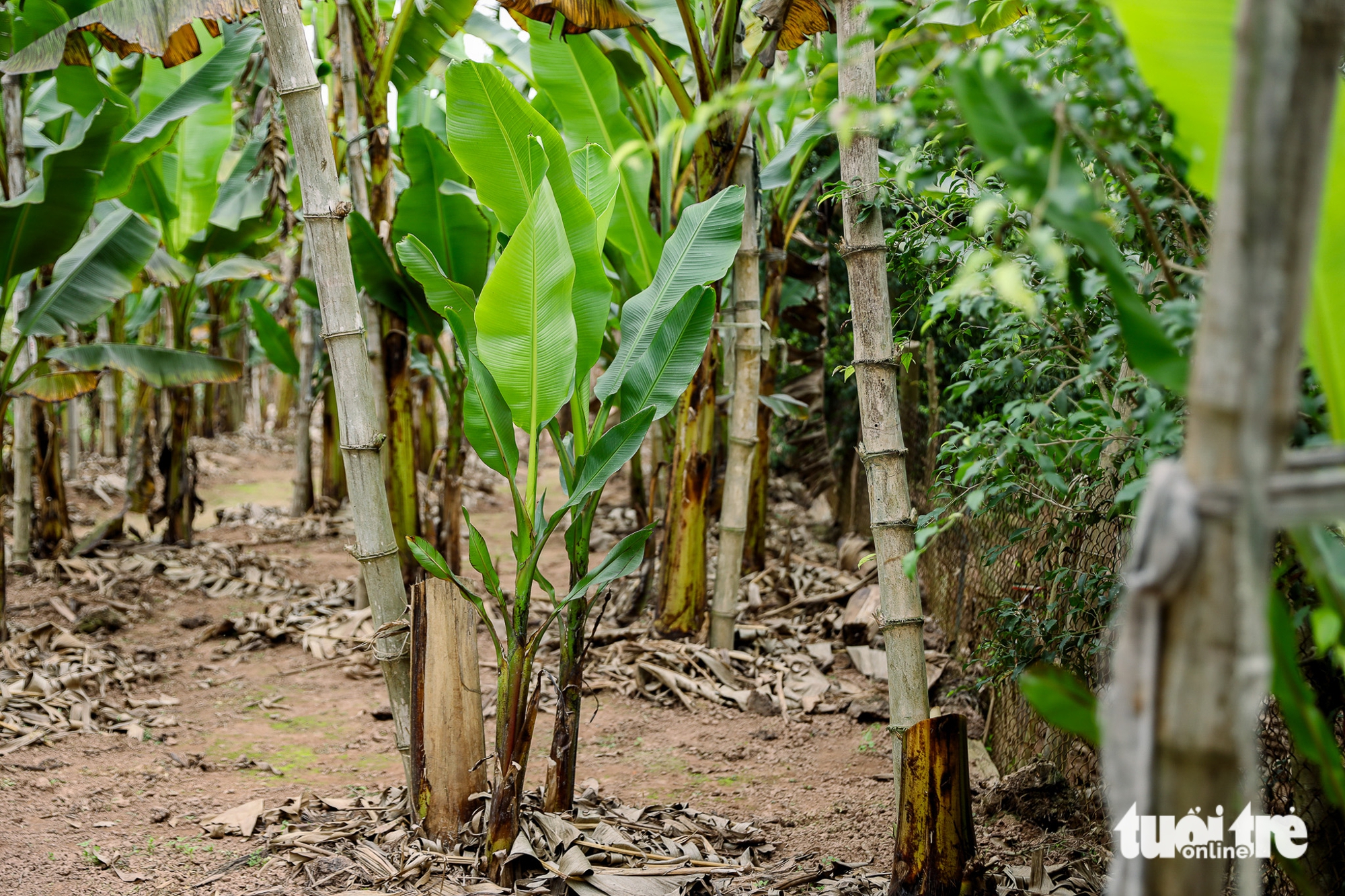 chuối ngự - Ảnh 7.