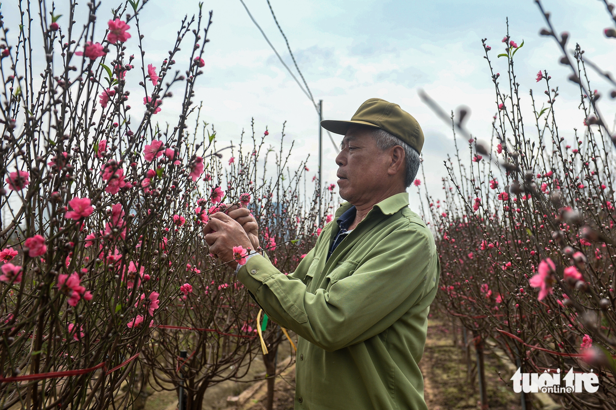 Cận Tết ở Hà Nội: Người dân tới Nhật Tân chọn đào, có loại giá hàng trăm triệu - Ảnh 4.