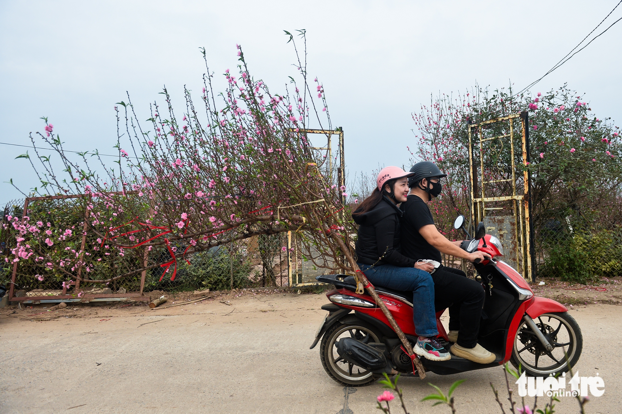 đào nhật tân - Ảnh 5.