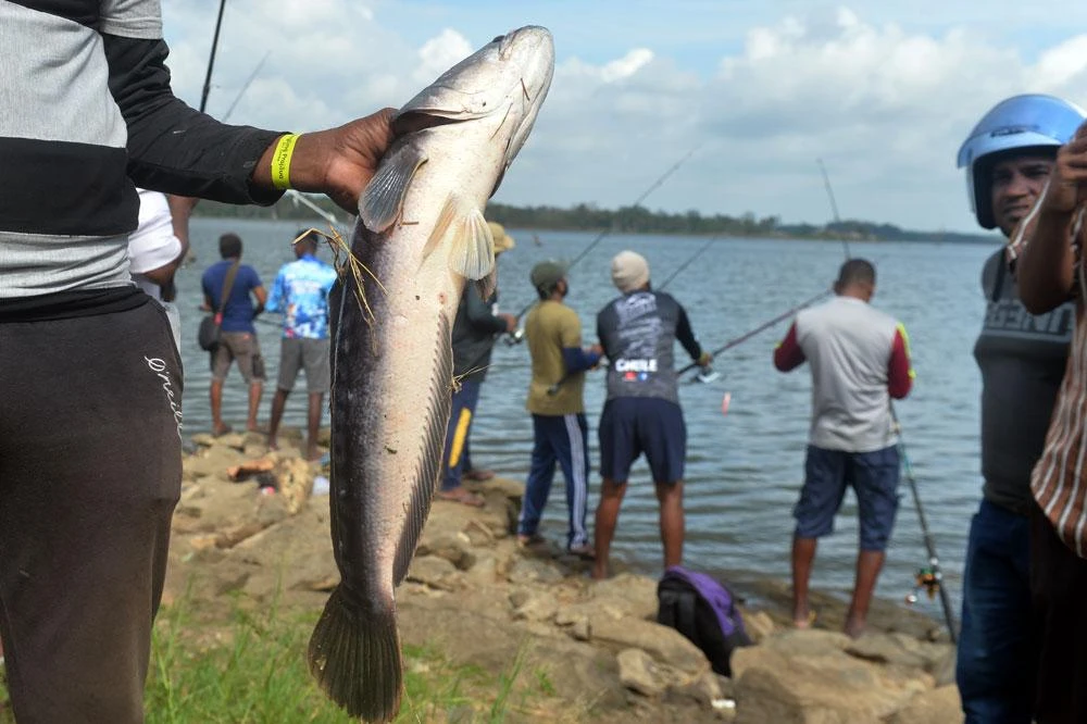 Cuộc thi câu cá lóc khổng lồ (cá lóc bông) ở Sri Lanka_6.jpg