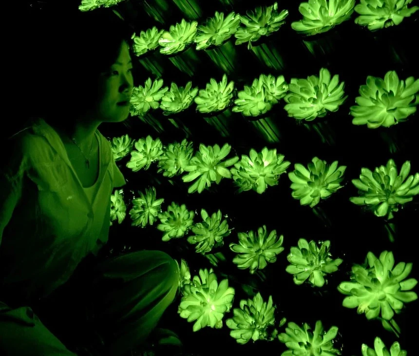 Cây phát quang, nghiên cứu khoa học, nhà khoa học, nhóm nghiên cứu, Trung Quốc.png