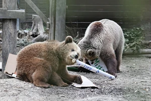 Mish và Lucy - 2 chú gấu sổng chuồng và chén sạch mật ong dự trữ cho cả tuần ở công viên Wildwood Devon (Anh). Ảnh: FACEBOOK/WILDWOOD DEVON