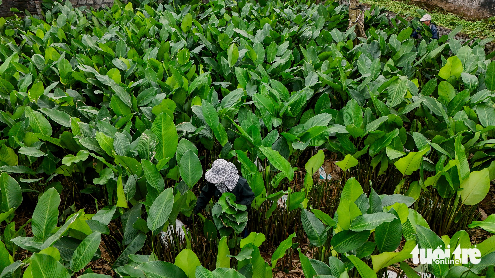 Xứ sở lá dong Tràng Cát vào vụ Tết - Ảnh 3.