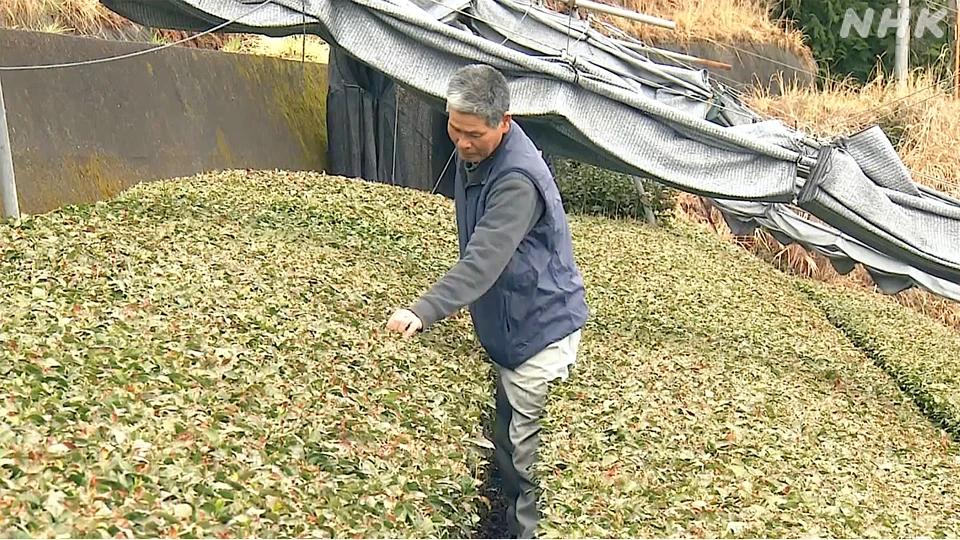 Ngành sản xuất trà xanh matcha Nhật Bản gặp khó khăn vì thiếu lao động.jpg