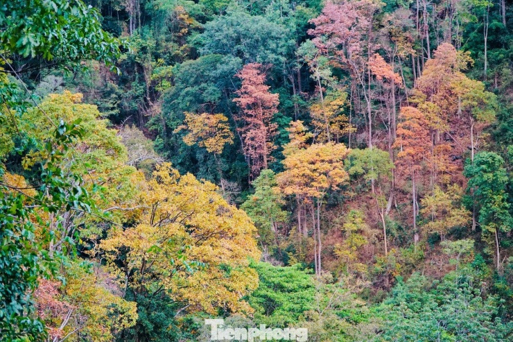 “Đi Măng Đen nhiều lần rồi nhưng đây là lần đầu tiên tôi thấy rừng bằng lăng đổi màu rõ rệt như vậy. Nhìn từ trên cầu xuống rất đã mắt, giống cảnh trong phim hơn là ngoài đời”, anh Nguyễn Minh Thuận (du khách đến từ TP. Đà Nẵng) chia sẻ khi dừng xe chụp hình.