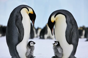 Báo động 90% chim cánh cụt hoàng đế có thể biến mất trong thế kỷ này