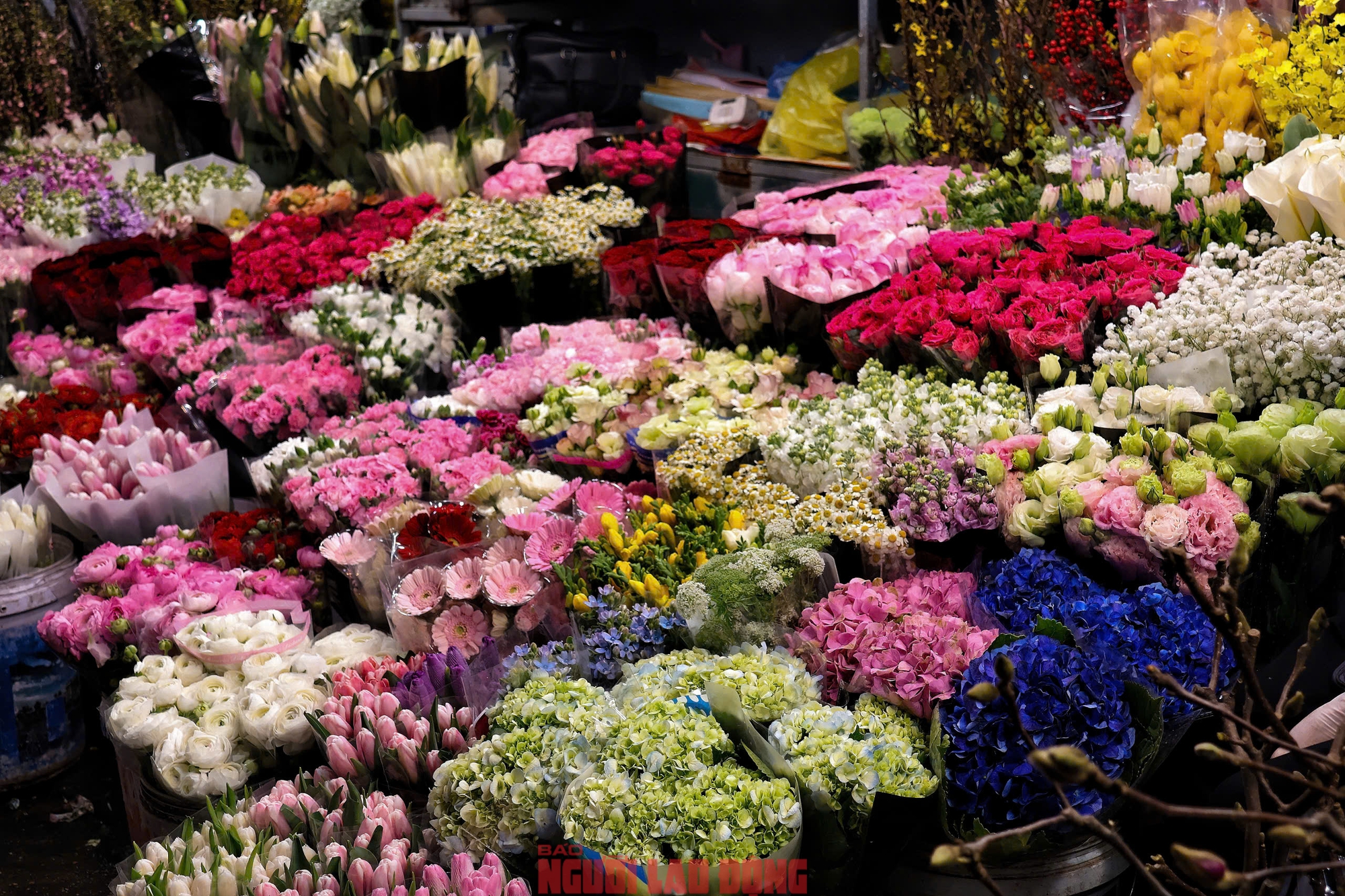 Khám phá chợ hoa Quảng An lớn nhất Hà Nội dịp Tết 2026 - Ảnh 11.