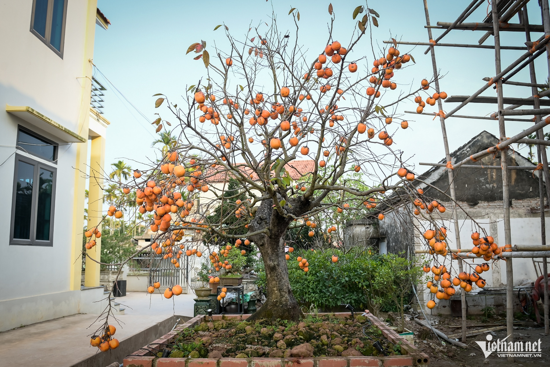 Cây hồng cổ 100 năm tuổi ở Ninh Bình được trả giá 500 triệu đồng - Ảnh 2.