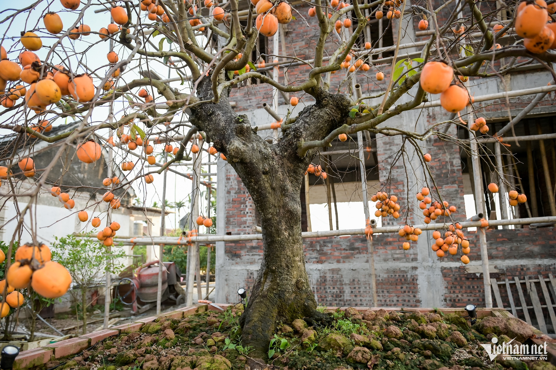 Cây hồng cổ 100 năm tuổi ở Ninh Bình được trả giá 500 triệu đồng - Ảnh 3.