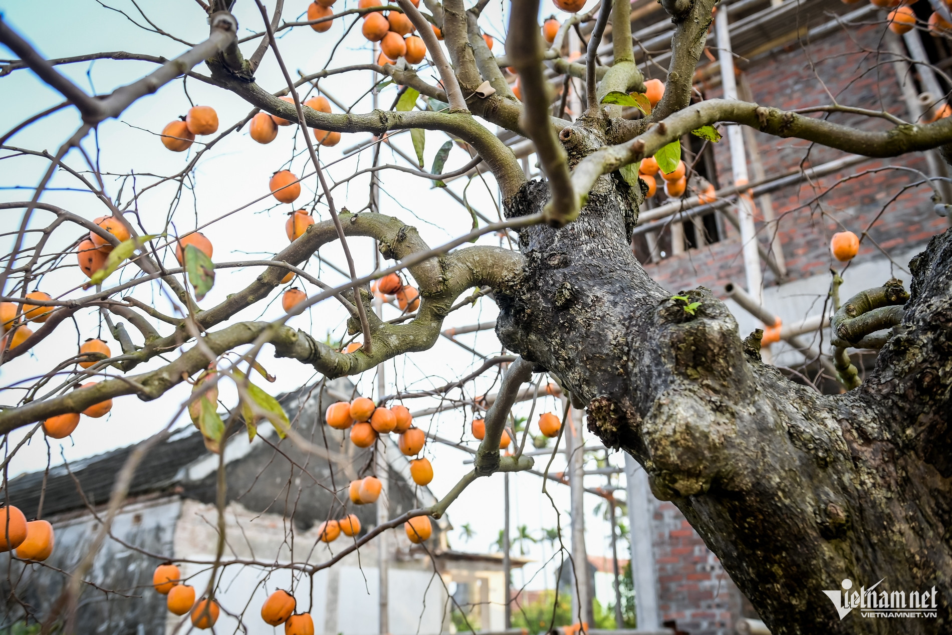 Cây hồng cổ 100 năm tuổi ở Ninh Bình được trả giá 500 triệu đồng - Ảnh 4.