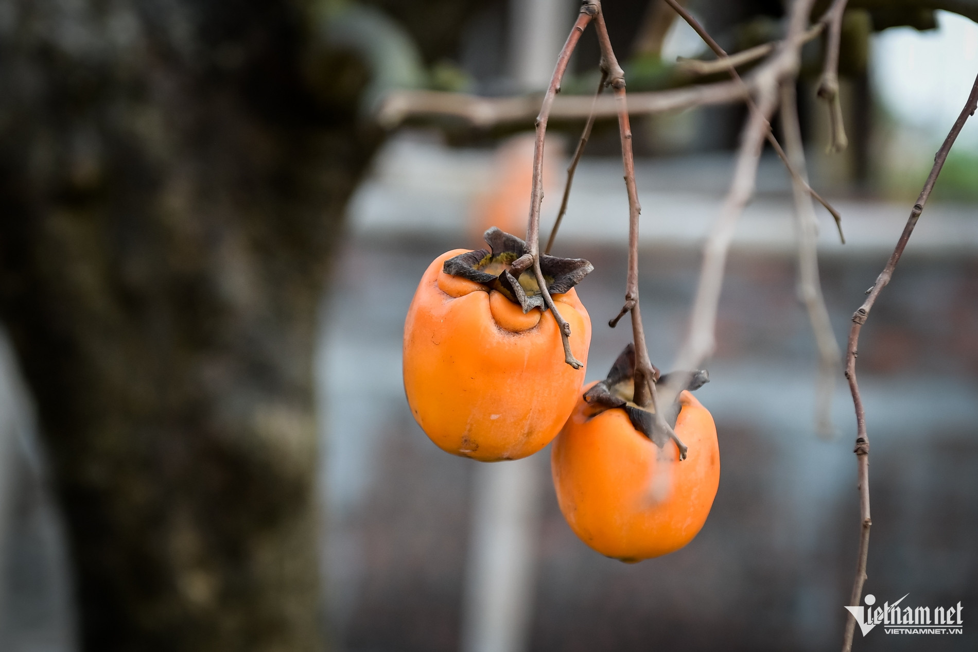 Cây hồng cổ 100 năm tuổi ở Ninh Bình được trả giá 500 triệu đồng - Ảnh 7.